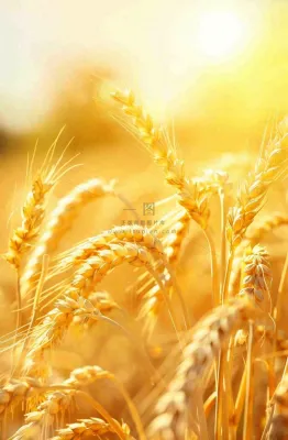 金黄的麦田小麦麦穗粮食芒种世界粮食日摄影图 金黄的麦田小麦麦穗粮食芒种世界粮食日摄影图