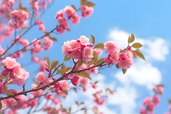 蓝天白云粉色树枝花朵樱花摄影海报素材背景