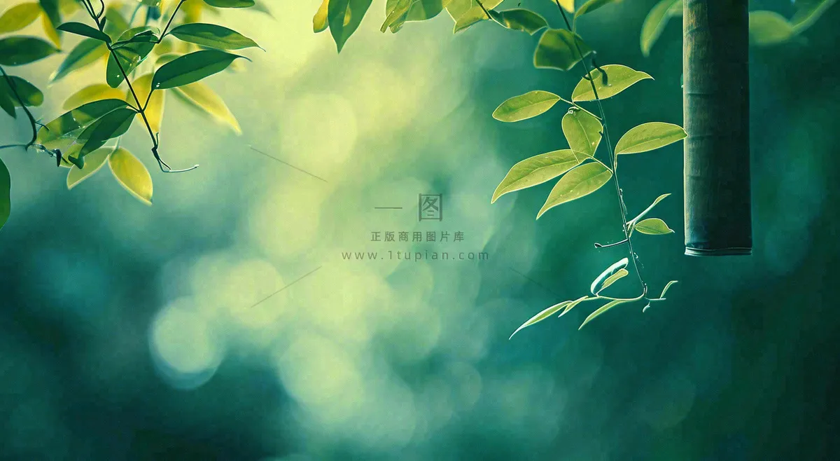 绿色树叶意境模糊光照叶子,春天夏日,春分立夏摄影图