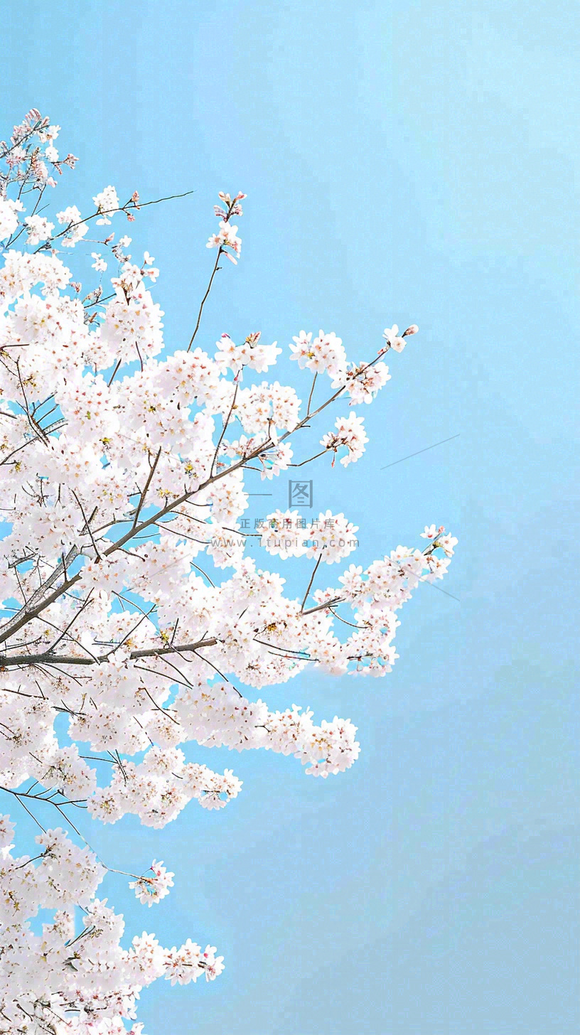 春天开满花朵的树冠仰拍蓝色天空，立春，春分摄影图