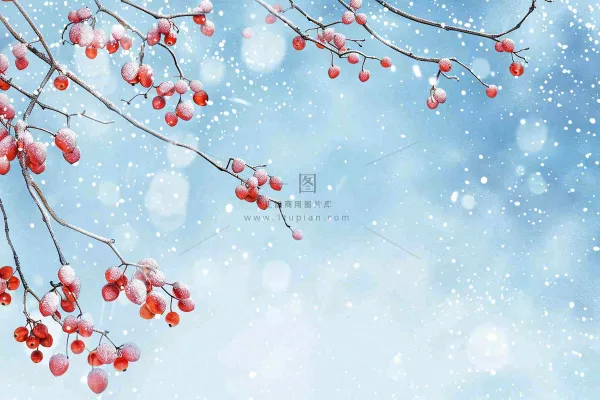 冬天白雪覆盖的红色果实白霜霜降小雪大雪水彩插画背景