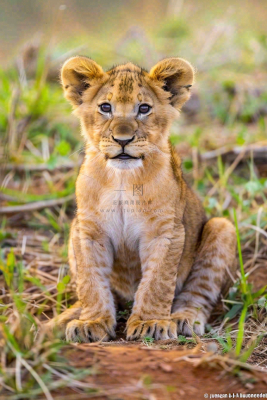 幼狮幼崽狮子动物非洲草原保护动物摄影图