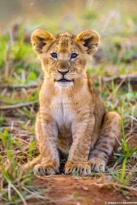 幼狮幼崽狮子动物非洲草原保护动物摄影图