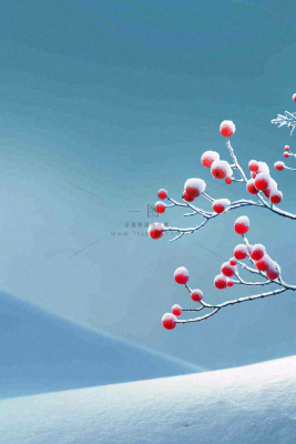 冬天雪山白霜红色果实覆盆子霜降寒露背景