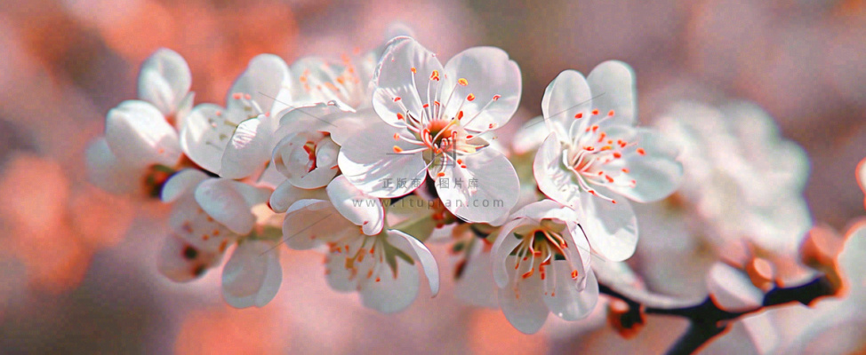 白色浪漫春季樱花花朵枝叶，立春惊蛰春分摄影图