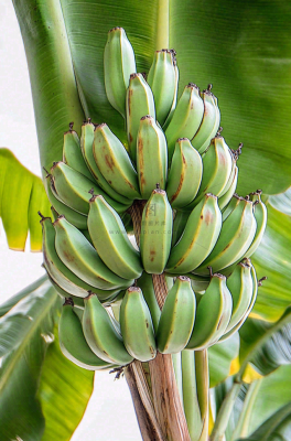 香蕉树芭蕉叶青香蕉水果摄影图 香蕉树芭蕉叶青香蕉水果摄影图