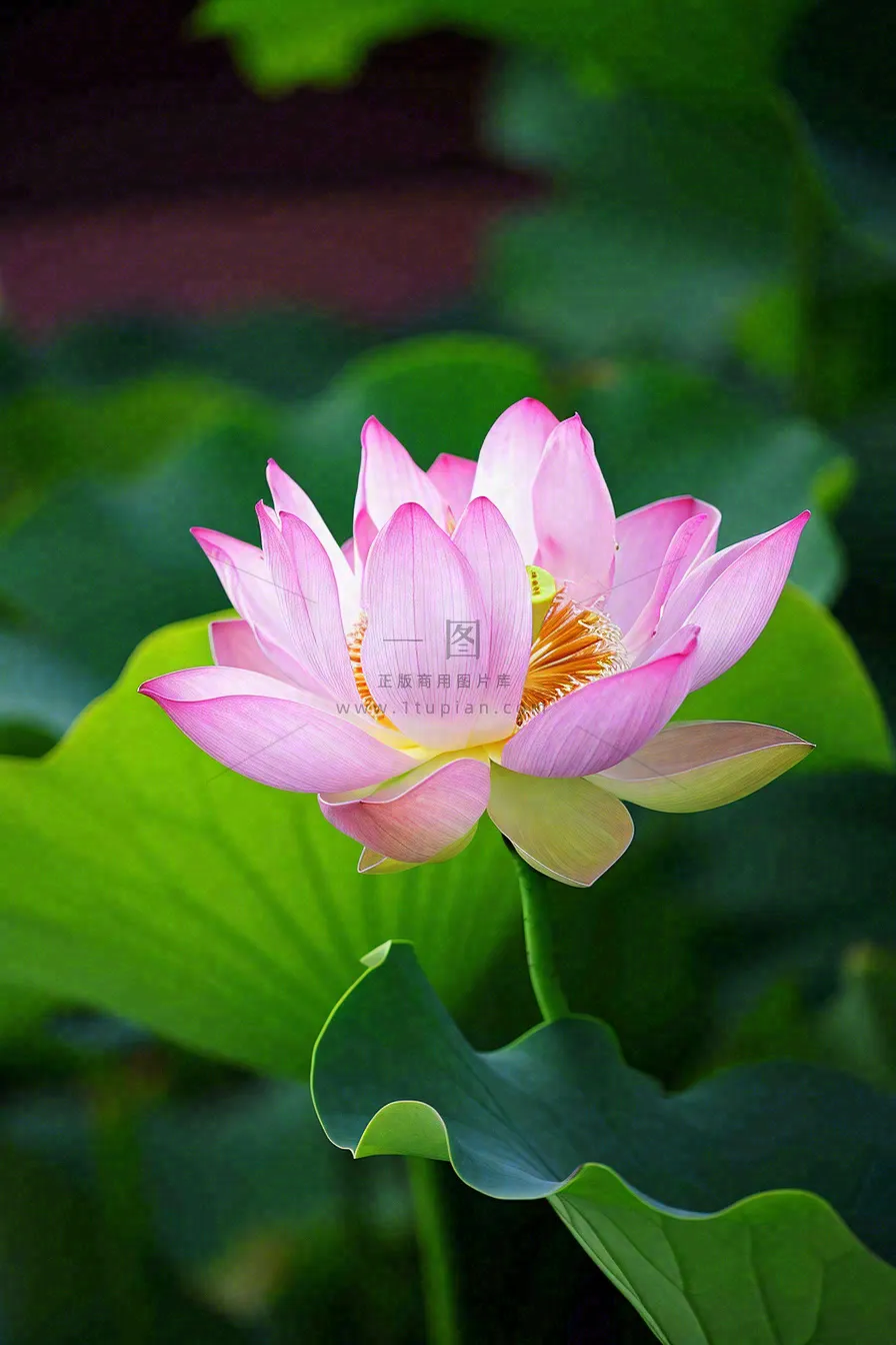 中国风夏日荷花荷叶大气特写摄影，大暑小暑夏至摄影图