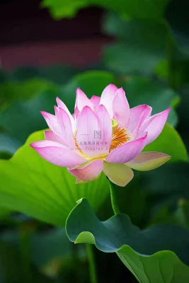 中国风夏日荷花荷叶大气特写摄影,大暑小暑夏至摄影图 中国风夏日荷花荷叶大气特写摄影,大暑小暑夏至摄影图