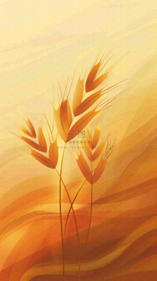 金色背景的小麦麦穗芒种秋收立秋秋分小满插画