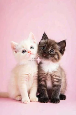 可爱的小猫萌宠宠物动物摄影图 可爱的小猫萌宠宠物动物摄影图