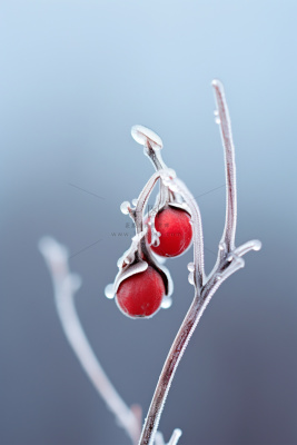 果实冰天枝叶背景 果实冰天枝叶背景
