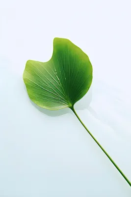 白底绿叶简约清新背景 白底绿叶简约清新背景