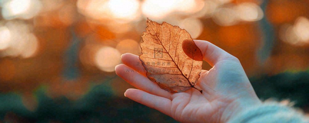 秋天手拿秋叶落日光照,温馨特写,立秋秋分摄影图 秋天手拿秋叶落日光照,温馨特写,立秋秋分摄影图