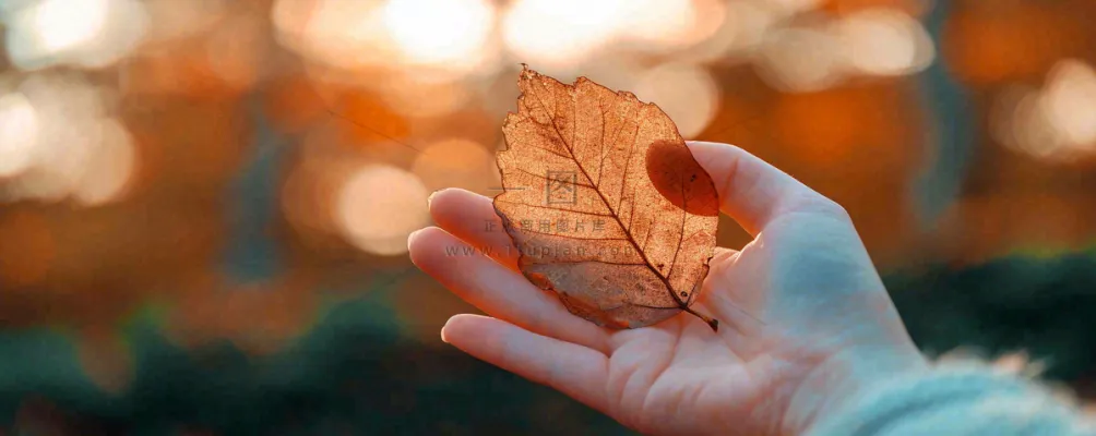 秋天手拿秋叶落日光照,温馨特写,立秋秋分摄影图 秋天手拿秋叶落日光照,温馨特写,立秋秋分摄影图