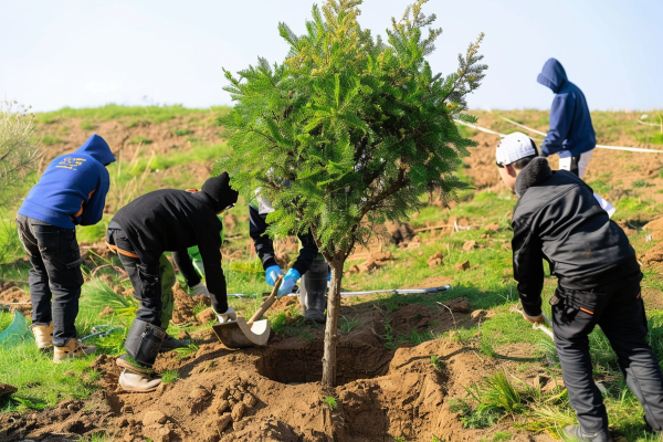 植树树苗保护环境摄影图