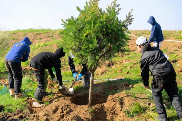 植树树苗保护环境摄影图