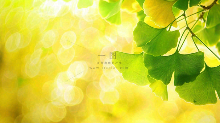 秋天美景银杏叶阳光唯美立秋摄影图