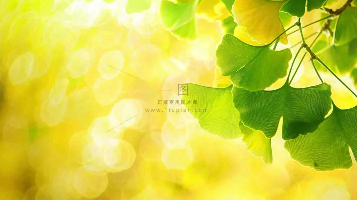 秋天美景银杏叶阳光唯美立秋摄影图