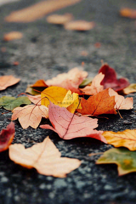 秋天道路上的落叶秋分摄影图 秋天道路上的落叶秋分摄影图