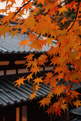 秋末雨过红枫叶苏州庭院风景摄影图
