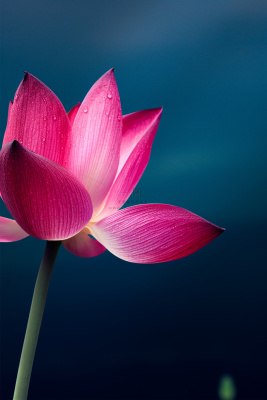 莲花唯美粉蓝大气简约节气海报背景 莲花唯美粉蓝大气简约节气海报背景