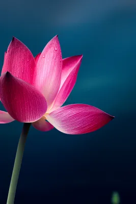 莲花唯美粉蓝大气简约节气海报背景 莲花唯美粉蓝大气简约节气海报背景