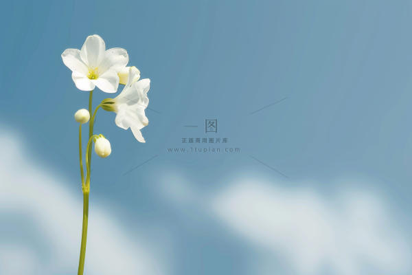 一束白花蓝天背景摄影图