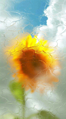 蓝天白云向日葵新鲜黄色花束，清新朦胧