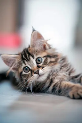 猫咪宠物猫可爱动物摄影图