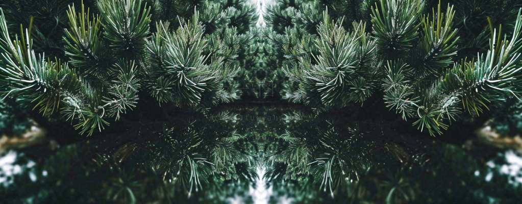 绿色绿植枝叶镜像镜头，新鲜生命力摄影图