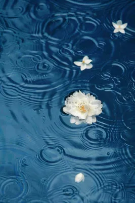 下雨天掉落在蓝色水面的白色花朵清新淡雅雨水处暑寒露摄影图