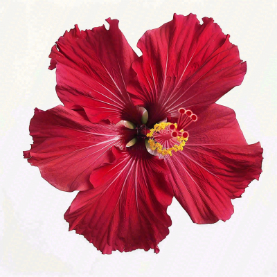 芙蓉花鲜花摄影图