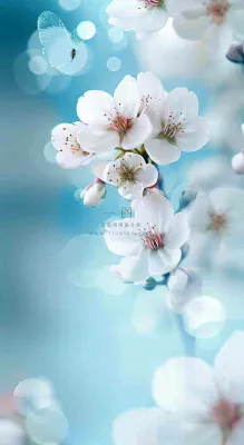 春天清新白色鲜花树枝,文艺新鲜浪漫摄影图 春天清新白色鲜花树枝,文艺新鲜浪漫摄影图