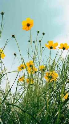 春天小黄花花朵阳光蓝天白云清新，立春惊蛰春分摄影图
