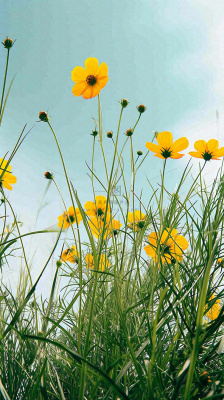 春天小黄花花朵阳光蓝天白云清新,立春惊蛰春分摄影图 春天小黄花花朵阳光蓝天白云清新,立春惊蛰春分摄影图