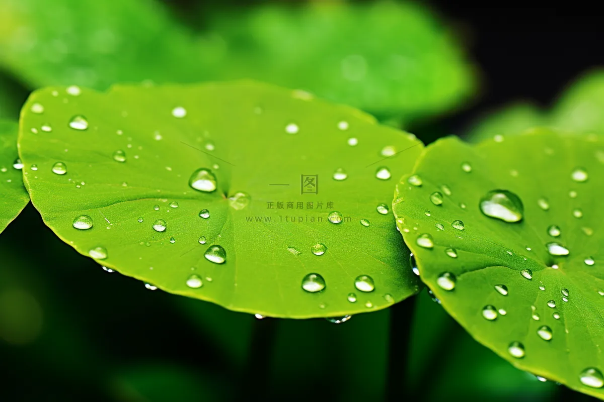 春天绿植绿叶挂着露珠水滴谷雨摄影图