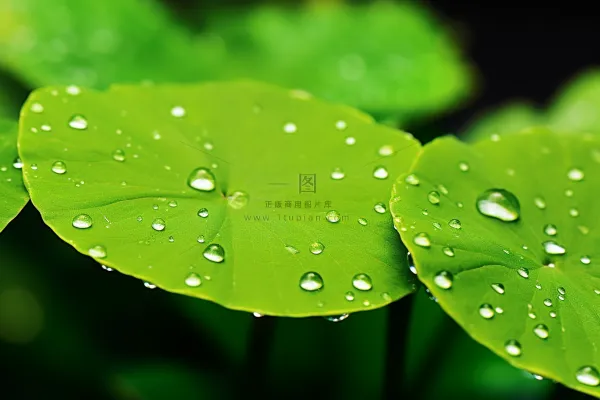 春天绿植绿叶挂着露珠水滴谷雨摄影图