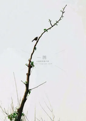 简约白底户外枝叶树枝,极简中国风,立冬摄影图 简约白底户外枝叶树枝,极简中国风,立冬摄影图