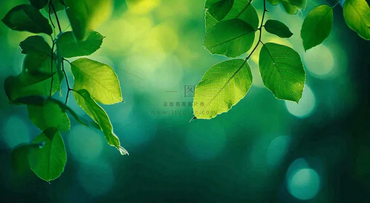 绿色树叶意境模糊光照叶子，春天夏日，春分立夏摄影图