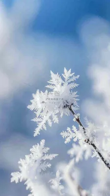 冬天结霜的植物白霜寒冷霜降摄影图