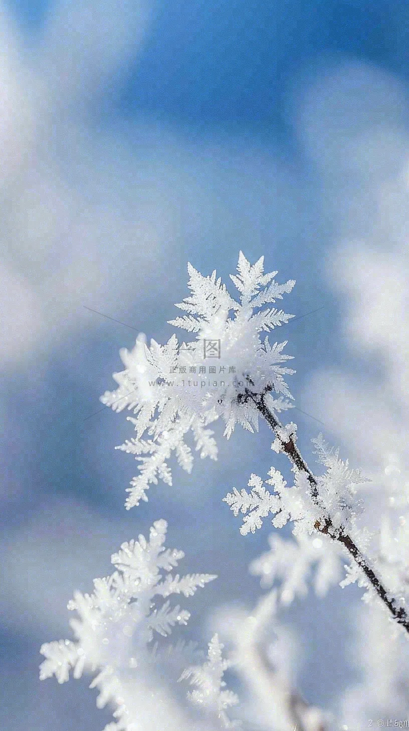 冬天结霜的植物白霜寒冷霜降摄影图