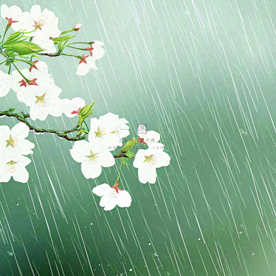 春天雨天白色花朵,雨水谷雨摄影图 春天雨天白色花朵,雨水谷雨摄影图