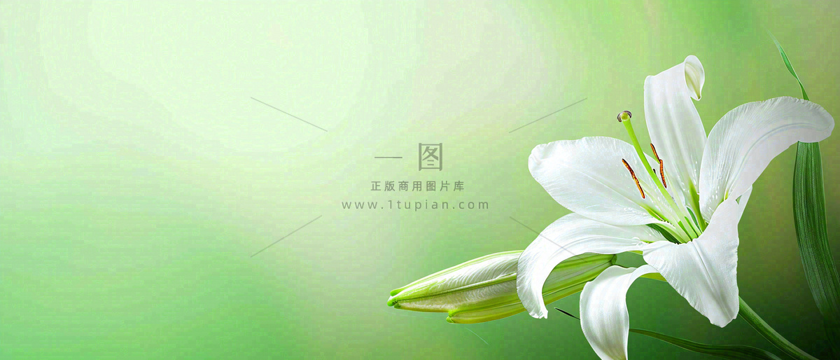 白色鲜花百合花鲜花意境简约,教师节淡雅摄影图