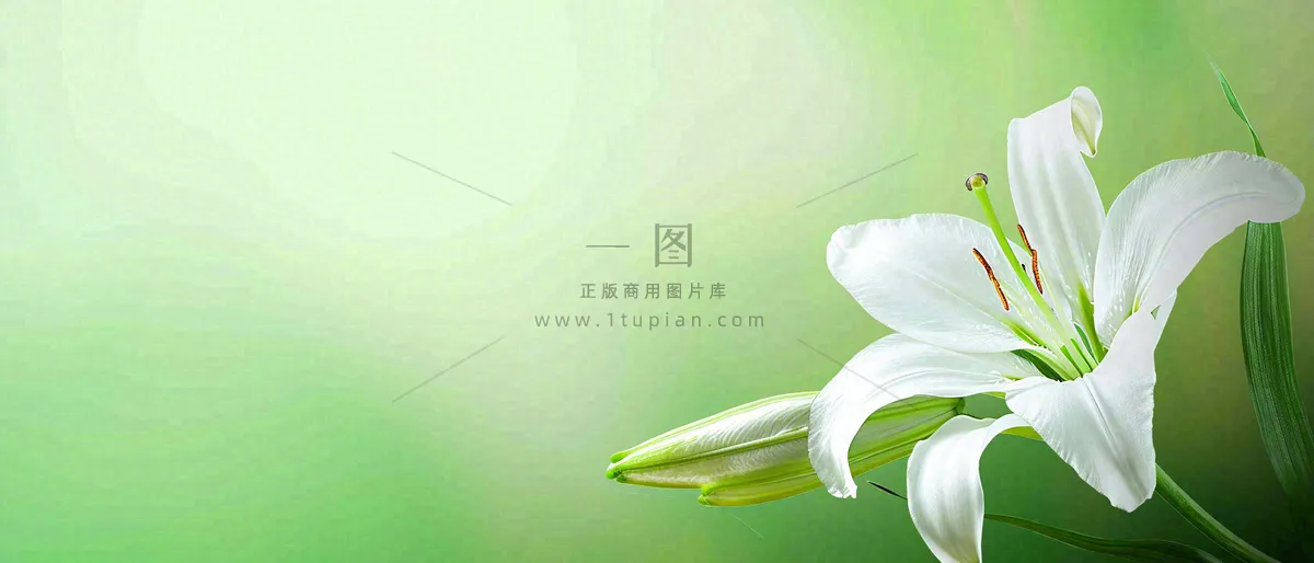 白色鲜花百合花鲜花意境简约，教师节淡雅摄影图