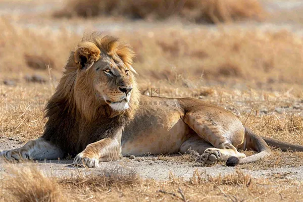 狮子雄狮动物非洲大草原保护动物摄影图