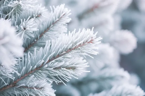 松树上挂满了白霜雾凇摄影图