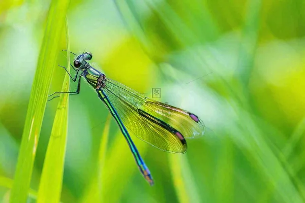 夏天植物绿叶上的蜻蜓绿意昆虫立夏夏至小暑大暑摄影图