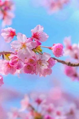 春天樱花盛开粉色浪漫唯美立春春分惊蛰摄影图 春天樱花盛开粉色浪漫唯美立春春分惊蛰摄影图