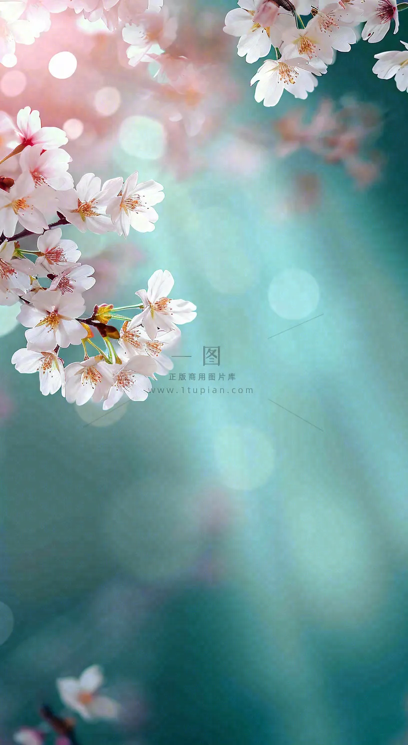 春天枝条上开满花朵，春分摄影图