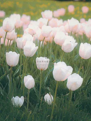 春天粉色郁金香花海绿叶温馨阳光,春分摄影图 春天粉色郁金香花海绿叶温馨阳光,春分摄影图
